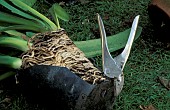 CUTTING POT FROM ROOT BOUND CLIVIA