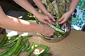 SHELLING BROAD BEANS