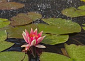 NYMPHAEA, WATER LILY FLOWER