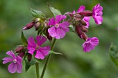 SILENE DIOICA, RED CAMPION