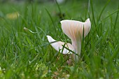 SMALL AUTUMN FUNGI GROWING IN LAWN, HYGROCYBE PRATENSIS