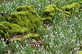 SNOWDROPS, GALANTHUS NIVALIS STRAFFAN AND MOSS AT WARLEY PLACE
