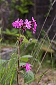 SILENE DIOICA RED CAMPION
