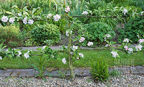MALUS_DOMESTICA_LORD_DERBY_APPLE___PLANTED_AS_ESPALIER