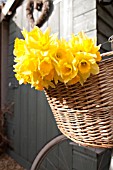 NARCISSUS IN BICYCLE BASKET