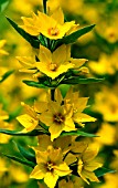 LYSMACHIA  PUNCTATA,  DOTTED  LOOSESTRIFE FLOWERS