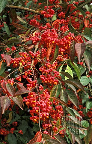 EUONYMUS_EUROPEAUS_RED_CASCADE__SPINDLE_TREE