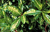 ARDISIA JAPONICA RED TIDE
