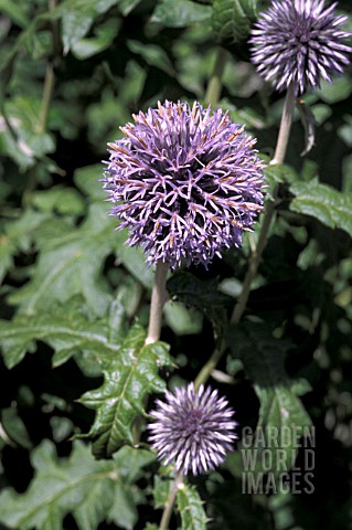 ECHINOPS_RITRO_CLOSE_UP_OF_THISTLE_LIKE_FLOWERS__SPIKY_HEADS