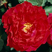 Rosa Velvet Fragrance