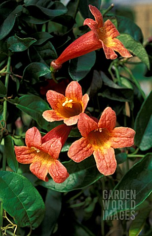 BIGNONIA_TANGERINE_BEAUTY__CLOSE_UP_OF_RED_AND_YELLOW_TRUMPET_FLOWERS