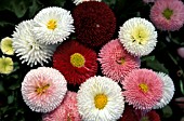 BELLIS PERENNIS,  ASSORTED COLOURS,  BUNCHED GROUP.