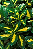 EUONYMUS JAPONICA GOLD SPOT