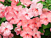 IMPATIENS ENVOY TROPICAL BUTTERFLY