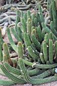 ECHINOPSIS CANDICANS