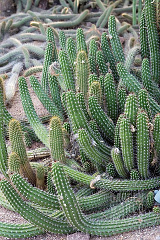 ECHINOPSIS_CANDICANS