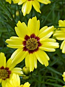 COREOPSIS GOLD NUGGET