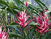 HELICONIA ANGUSTA RED HOLIDAY
