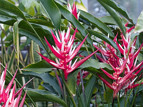 HELICONIA_ANGUSTA_RED_HOLIDAY
