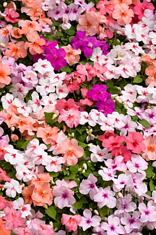IMPATIENS_TEMPO_BUTTERFLY_MIX