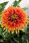GERBERA SPINNERS RED GOLD
