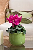 CYCLAMEN IN CONTAINER