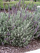 LAVANDULA GROSSO,  TALL STEMS WITH BLUE FLOWERS,  ON EDGE OF PATH WITH MULCH.
