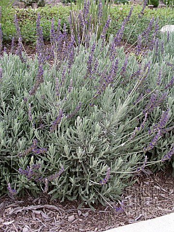 LAVANDULA_GROSSO__TALL_STEMS_WITH_BLUE_FLOWERS__ON_EDGE_OF_PATH_WITH_MULCH