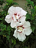 HIBISCUS SYRIACUS LADY STANLEY