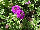 VERBENA HOMESTEAD PURPLE WITH BUTTERFLY