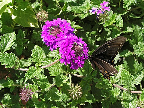 VERBENA_HOMESTEAD_PURPLE_WITH_BUTTERFLY