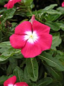CATHARANTHUS ROSEUS PACIFICA HALO PUNCH