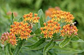 ASCLEPIAS TUBEROSA WITH BEES