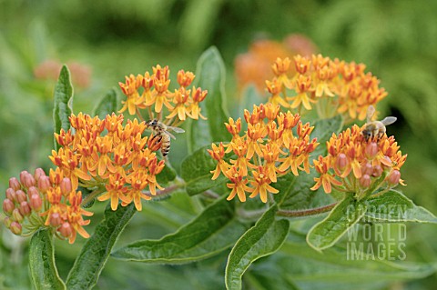 ASCLEPIAS_TUBEROSA_WITH_BEES