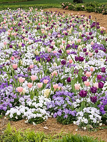 TULIPA_UNERPLANTED_WITH_VIOLA_MIX