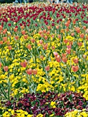 TULIPA UNERPLANTED WITH VIOLA MIX