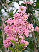 LAGERSTROEMIA SIOUX