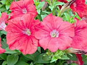 PETUNIA AVALANCHE TROPICAL RED