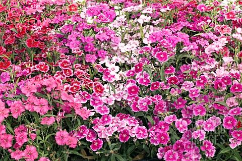 DIANTHUS_CHINENSIS_IDEAL_MIX