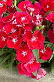 DIANTHUS CHINENSIS IDEAL SELECT RED