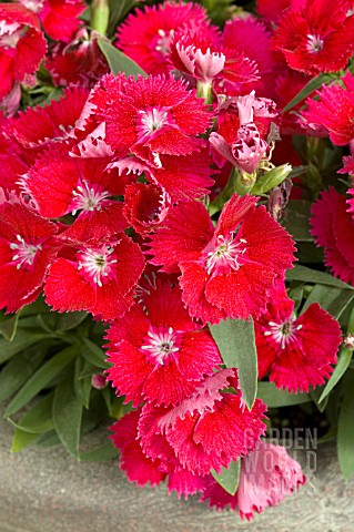 DIANTHUS_CHINENSIS_IDEAL_SELECT_RED