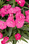 DIANTHUS CHINENSIS IDEAL SELECT ROSE