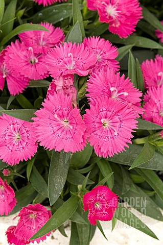 DIANTHUS_CHINENSIS_IDEAL_SELECT_ROSE
