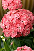 DIANTHUS CHINENSIS SWEET CORAL