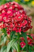 DIANTHUS CHINENSIS SWEET RED