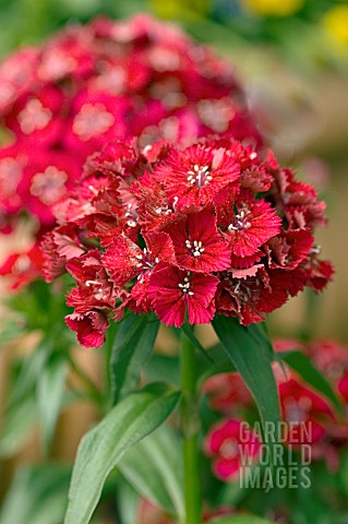 DIANTHUS_CHINENSIS_SWEET_RED