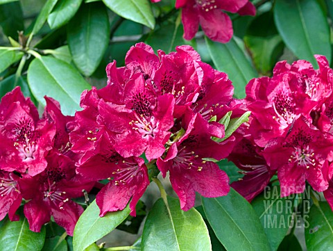 RHODODENDRON_HENRYS_RED