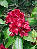 RHODODENDRON HENRYS RED