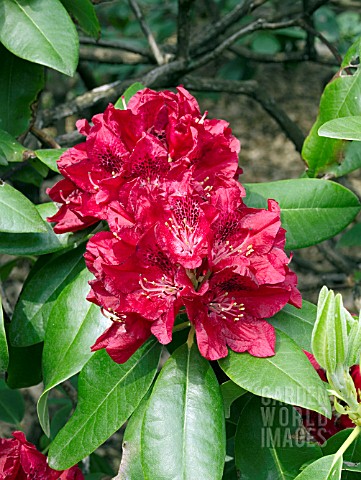 RHODODENDRON_HENRYS_RED