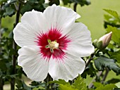 HIBISCUS SYRIACUS RED HEART